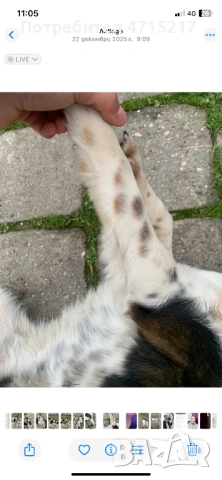 Мъжко куче , снимка 3 - Шпаньоли - 54105842