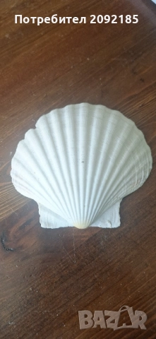 Миди,корали, снимка 6 - Други ценни предмети - 51854663