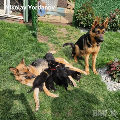 Немски овчарки на 2 месеца, снимка 7 - Немска овчарка - 52717798