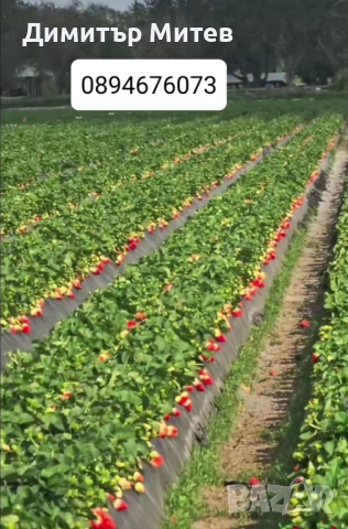 Разсат ягоди 