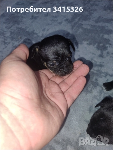 Продавам пинчери – стандартен цвят, снимка 6 - Пинчер - 52840708