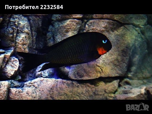 Рибки Африкански цихлиди, Tropheus Red Cheek Mpimbwe! , снимка 2 - Рибки - 45675619
