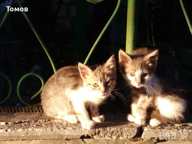 Две осиротели  мъжки котенца си търсят дом, хранят се самостоятелно и са послушни., снимка 1 - Други - 47769440