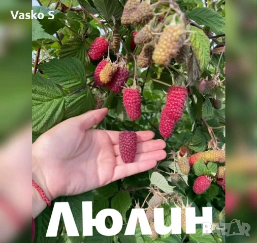 Тук сте на правилното място, снимка 2 - Разсади - 53623340