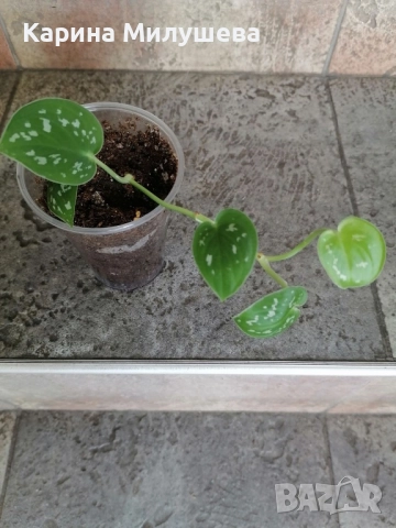 Продавам различни цветя, снимка 7 - Стайни растения - 19367768