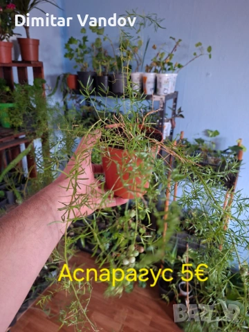 Различни видове цветя, снимка 3 - Стайни растения - 53278945