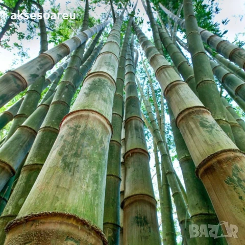 Качествени малки Семена от бамбук Bambusa arundinacea бързо растящи растения за дома бамбуков разсад, снимка 3 - Сортови семена и луковици - 50482087