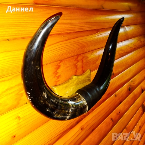 Декорация от рога на воден бивол, снимка 9 - Декорация за дома - 52028966