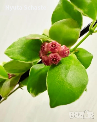 Хоя .Hoya heuschkeliana albomarginated 