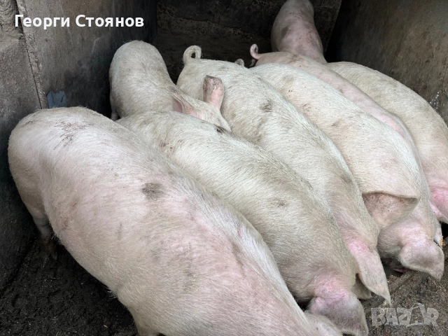 Свободни! Домашни прасета