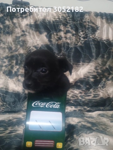 Свободни чухопинчери , снимка 5 - Чихуахуа - 53288956