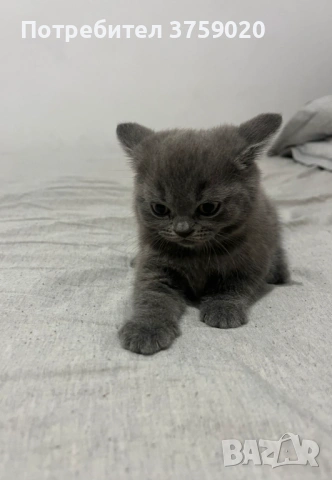 Британска късокосместа, снимка 4 - Британска късокосместа - 53825984