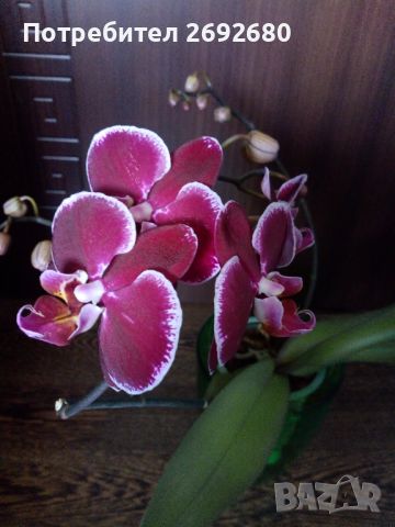 Орхидеи , снимка 7 - Стайни растения - 45097417