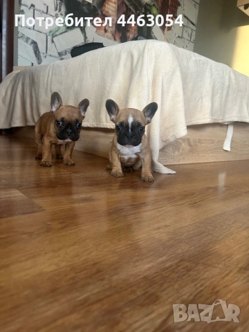 Бебета Френски Булдоци