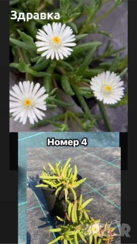 Делосперма 7 цвята, снимка 5 - Градински цветя и растения - 47933355