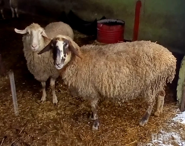 Свободни овце, снимка 6 - Овце - 53580592