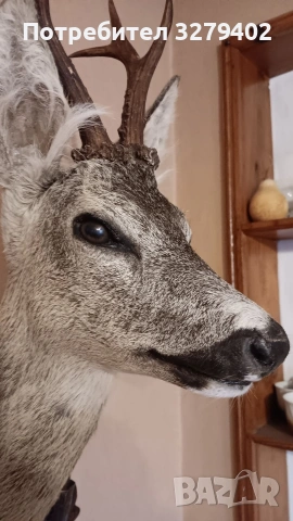 Препарирани Сръндаци 2 броя, снимка 12 - Други - 53132037