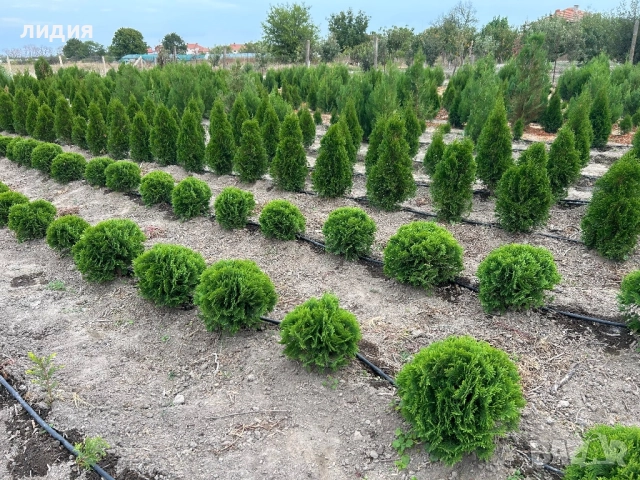 Западна туя Смарагд , снимка 2 - Градински цветя и растения - 42481280
