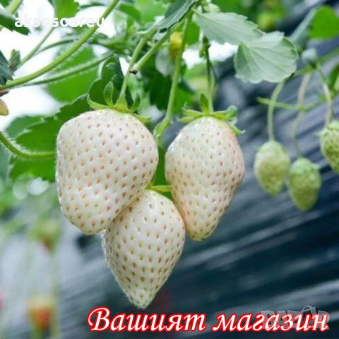100 семена от плод бяла ягода органични плодови ягодови семена от вкусни ягоди отлични плодове с мно, снимка 12 - Сортови семена и луковици - 46471597