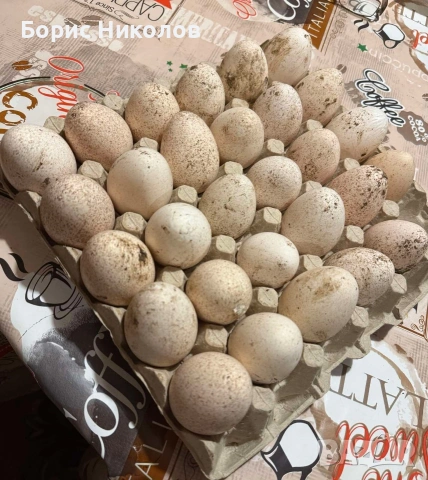 Оплодени пуешки Яйца 