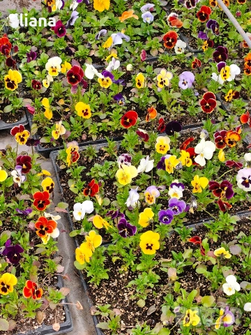 Продавам теменужки, снимка 5 - Градински цветя и растения - 54018869