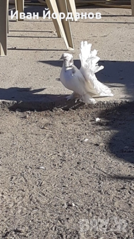 Гълъби Индийски Фенерлий, снимка 6 - Гълъби - 52275334