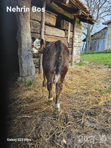 na 3 mesetsa jensko abardin, снимка 4 - Крави - 53941752