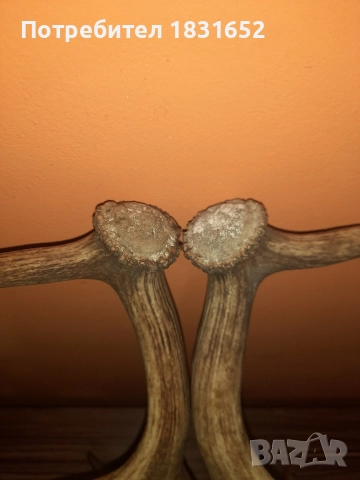 Рога от елен - Лопатар, снимка 9 - Други ценни предмети - 52829017