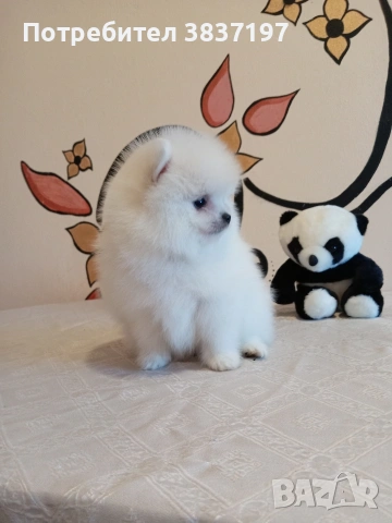 3 мъжки и 1 женско , снимка 2 - Померан - 53296873