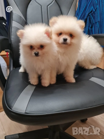 Померан померанчета Гр. София 