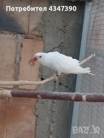 Малък Александър , снимка 2 - Папагали - 53563732