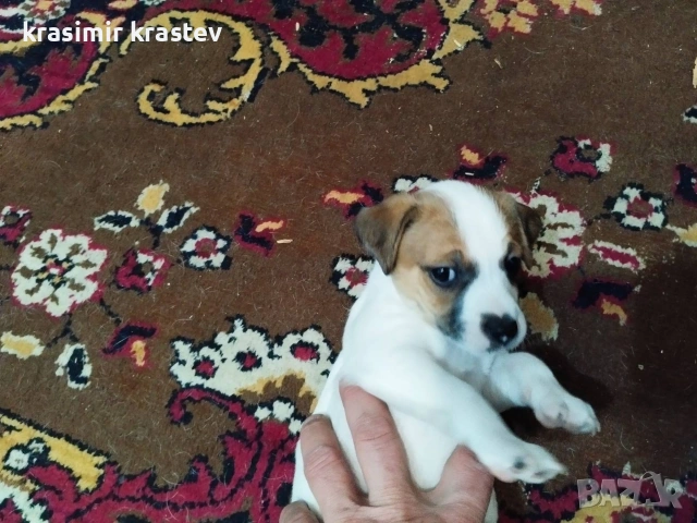 Кученца, снимка 5 - Други - 53511931