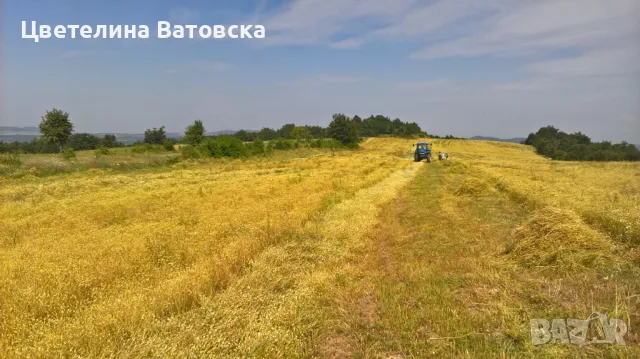 Продавам семена немска лайка сорт Злоте ланд, снимка 1 - Сортови семена и луковици - 47255555