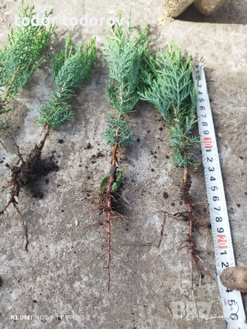 туя источна разсад 0.80лв, снимка 10 - Градински цветя и растения - 8793358