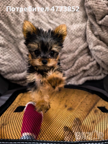 Малки кутрета, снимка 2 - Пудели - 53934232