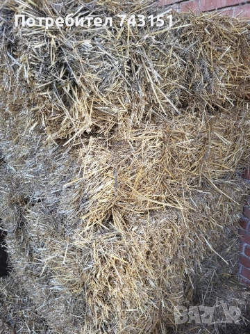 Малки бали слама