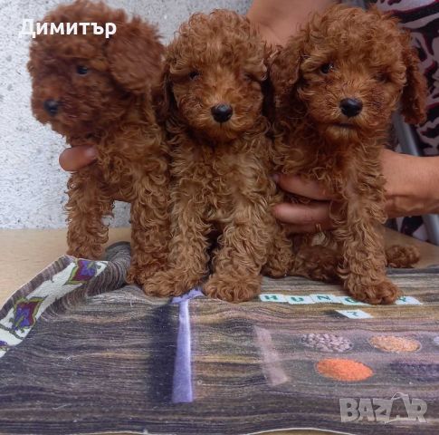 Той пудел Toy poodle, снимка 3 - Пудели - 46065424