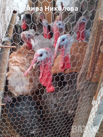 Пуйки и пуяци продава., снимка 5 - Кокошки и пуйки - 52691875