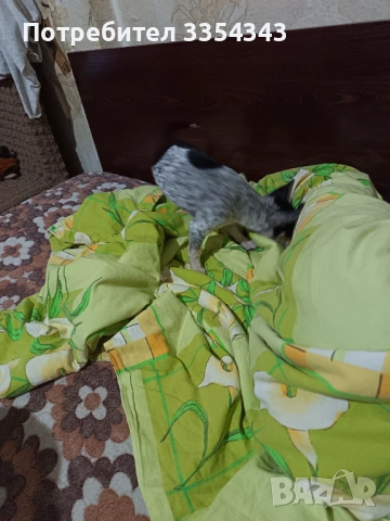 Чихуахуа с паспорт и вакини две, снимка 7 - Чихуахуа - 53114756