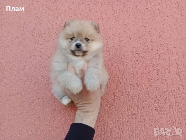 Богат избор на Померани. Реални снимки!!!, снимка 9 - Померан - 54036819