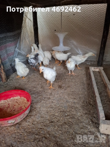 Петлета на 45 дена 