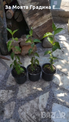 Жълт Дрян , снимка 6 - Градински цветя и растения - 53619111