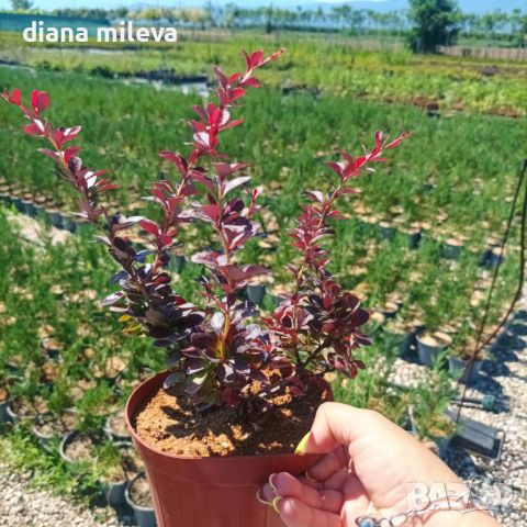 Берберис Атропурпуреа Нана, Berberis th. Atropurpurea Nana, снимка 6 - Градински цветя и растения - 43273571