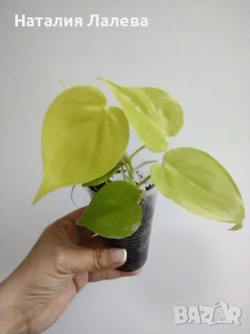 Филодендрон, philodendron lemon lime, снимка 1 - Стайни растения - 47565512