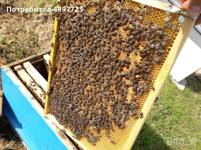 Рамки с пило[пчели] и отводки