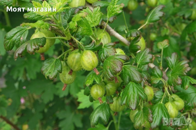 Цариградско Грозде, снимка 7 - Градински цветя и растения - 53650621