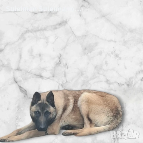Продавам мъжко белгиско куче,родено на 20.10.2025