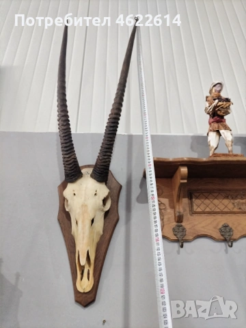 ГОЛЯМ ЛОВЕН ТРОФЕЙ НА АНТИЛОПА, МУФЛОН , снимка 2 - Антикварни и старинни предмети - 53677840