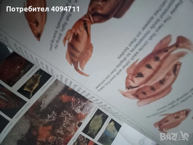 Life on Earth by David Attenborough, снимка 5 - Енциклопедии, справочници - 52489001