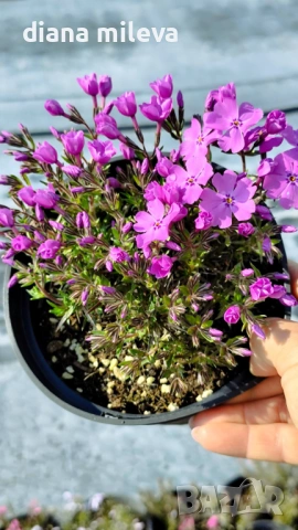 Флокс, Phlox sub. McDaniel`s Cushion, почвопокривен, многогодишен, студоустойчив, снимка 12 - Градински цветя и растения - 54127992